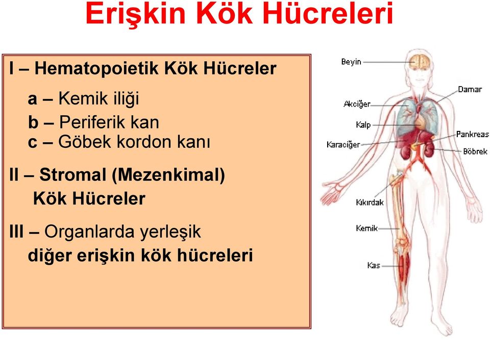 kordon kanı II Stromal (Mezenkimal) Kök