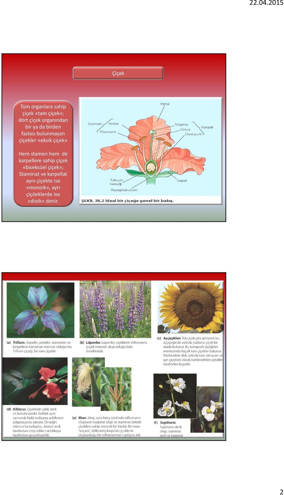 stamen hem de karpellere sahip çiçek «biseksüel çiçek»; Staminat ve