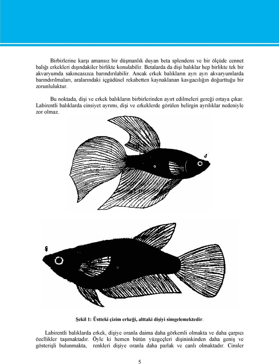 Ancak erkek balıkların ayrı ayrı akvaryumlarda barındırılmaları, aralarındaki içgüdüsel rekabetten kaynaklanan kavgacılığın doğurttuğu bir zorunluluktur.
