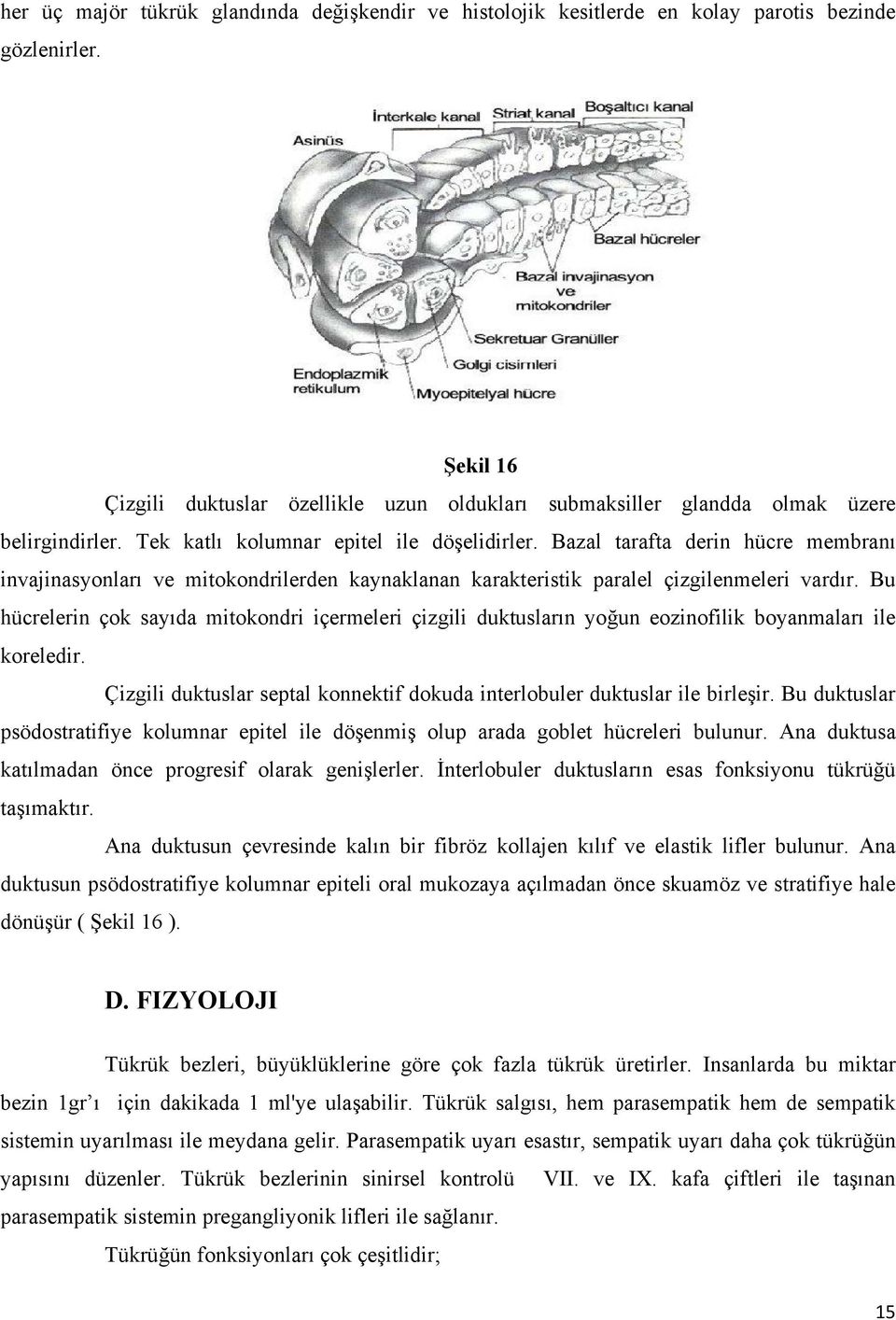 Bazal tarafta derin hücre membranı invajinasyonları ve mitokondrilerden kaynaklanan karakteristik paralel çizgilenmeleri vardır.