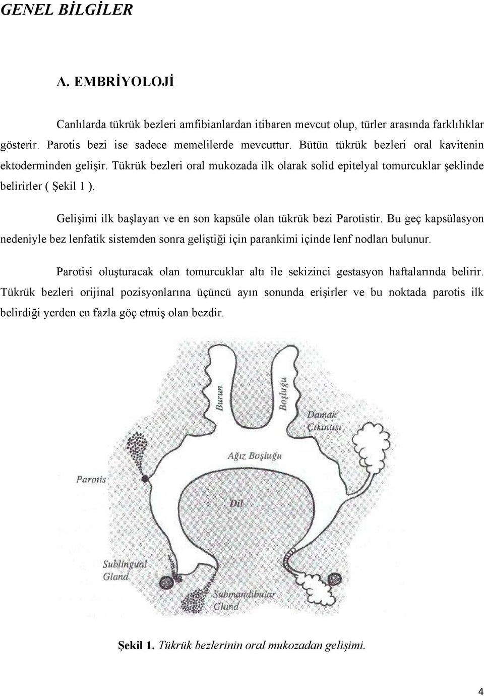 Gelişimi ilk başlayan ve en son kapsüle olan tükrük bezi Parotistir. Bu geç kapsülasyon nedeniyle bez lenfatik sistemden sonra geliştiği için parankimi içinde lenf nodları bulunur.