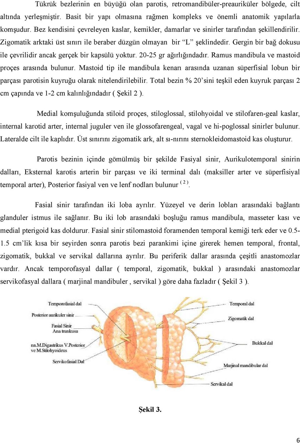 Gergin bir bağ dokusu ile çevrilidir ancak gerçek bir kapsülü yoktur. 20-25 gr ağırlığındadır. Ramus mandibula ve mastoid proçes arasında bulunur.