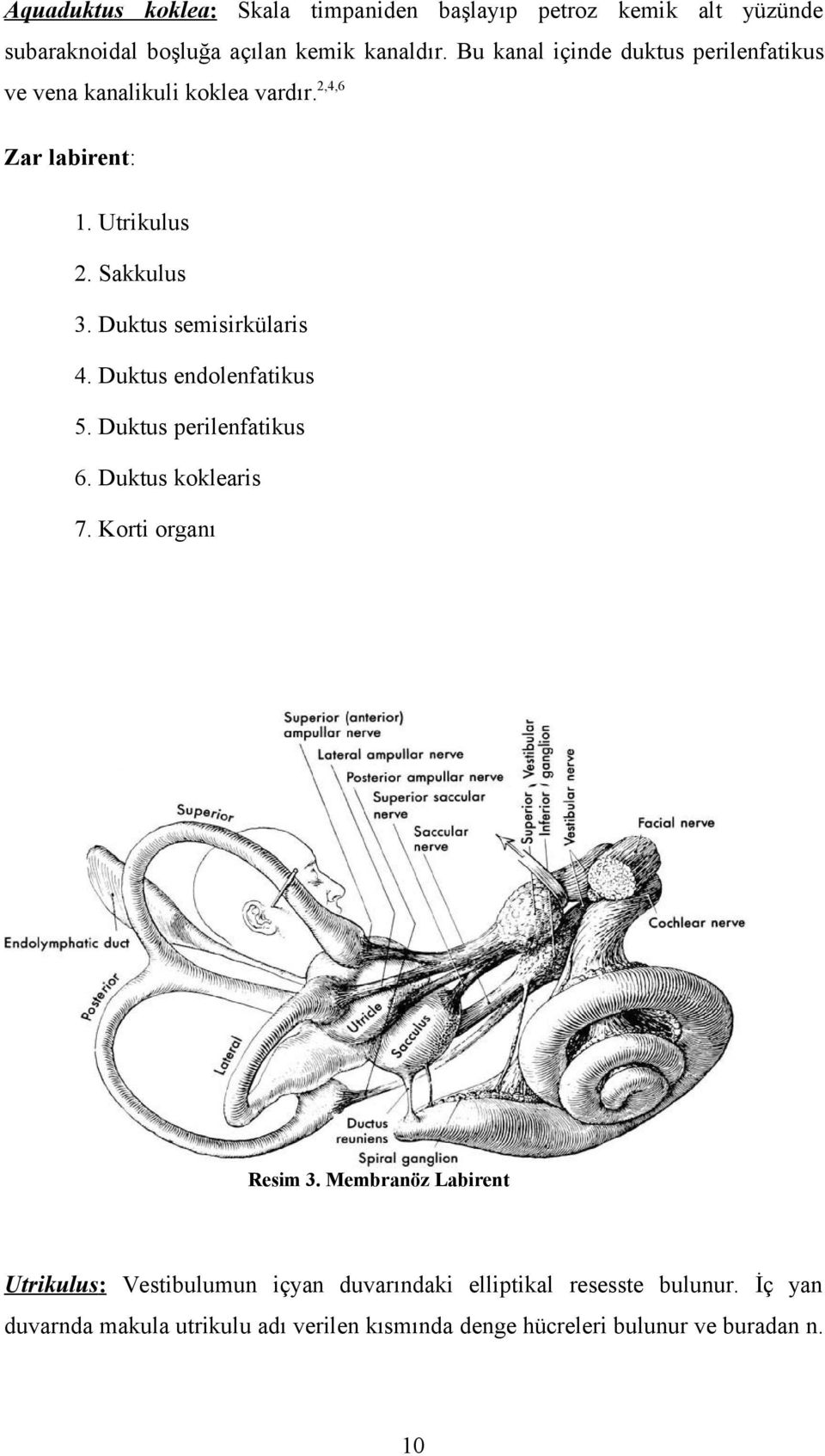 Duktus semisirkülaris 4. Duktus endolenfatikus 5. Duktus perilenfatikus 6. Duktus koklearis 7. Korti organı Resim 3.