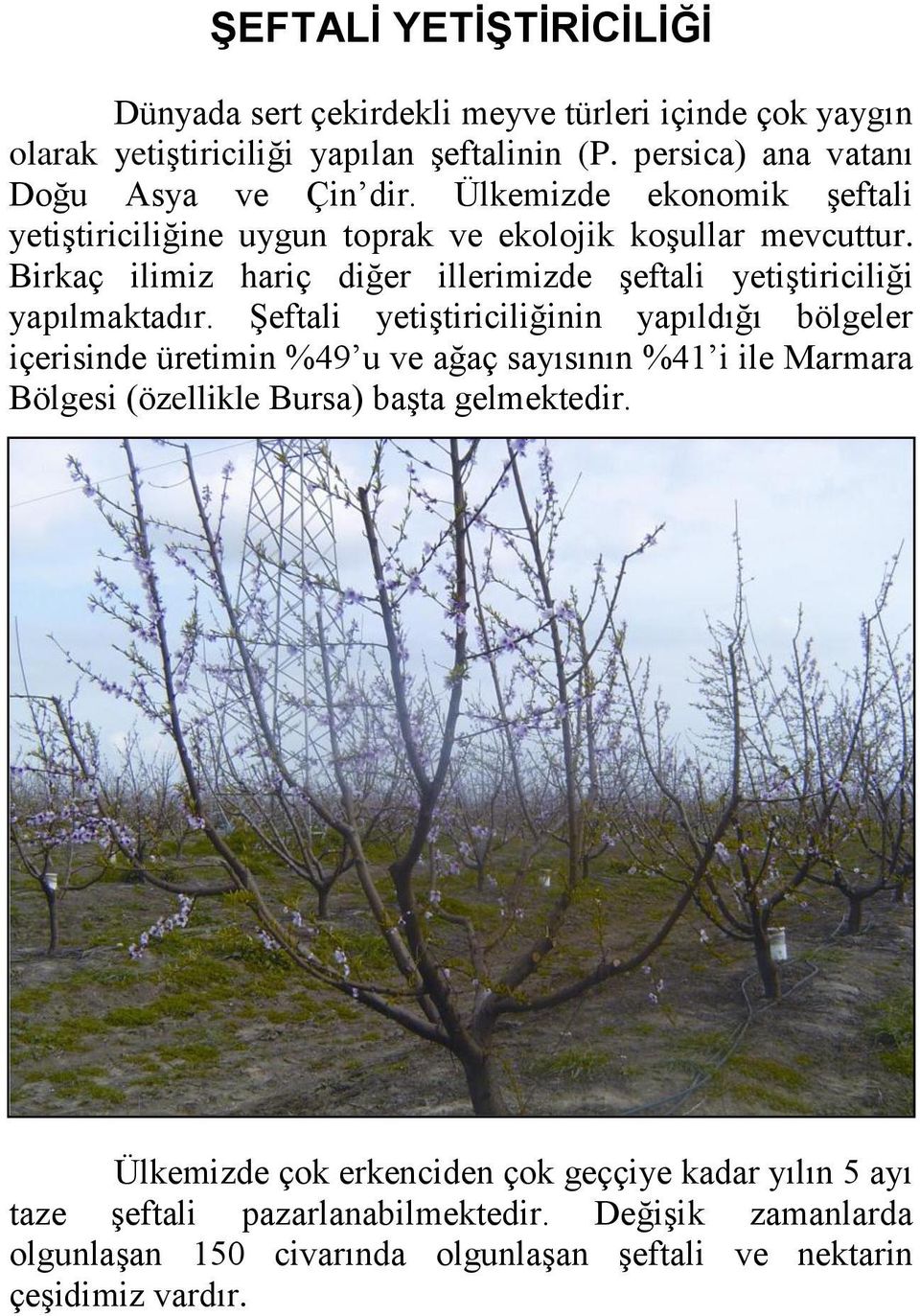 Şeftali yetiştiriciliğinin yapıldığı bölgeler içerisinde üretimin %49 u ve ağaç sayısının %41 i ile Marmara Bölgesi (özellikle Bursa) başta gelmektedir.