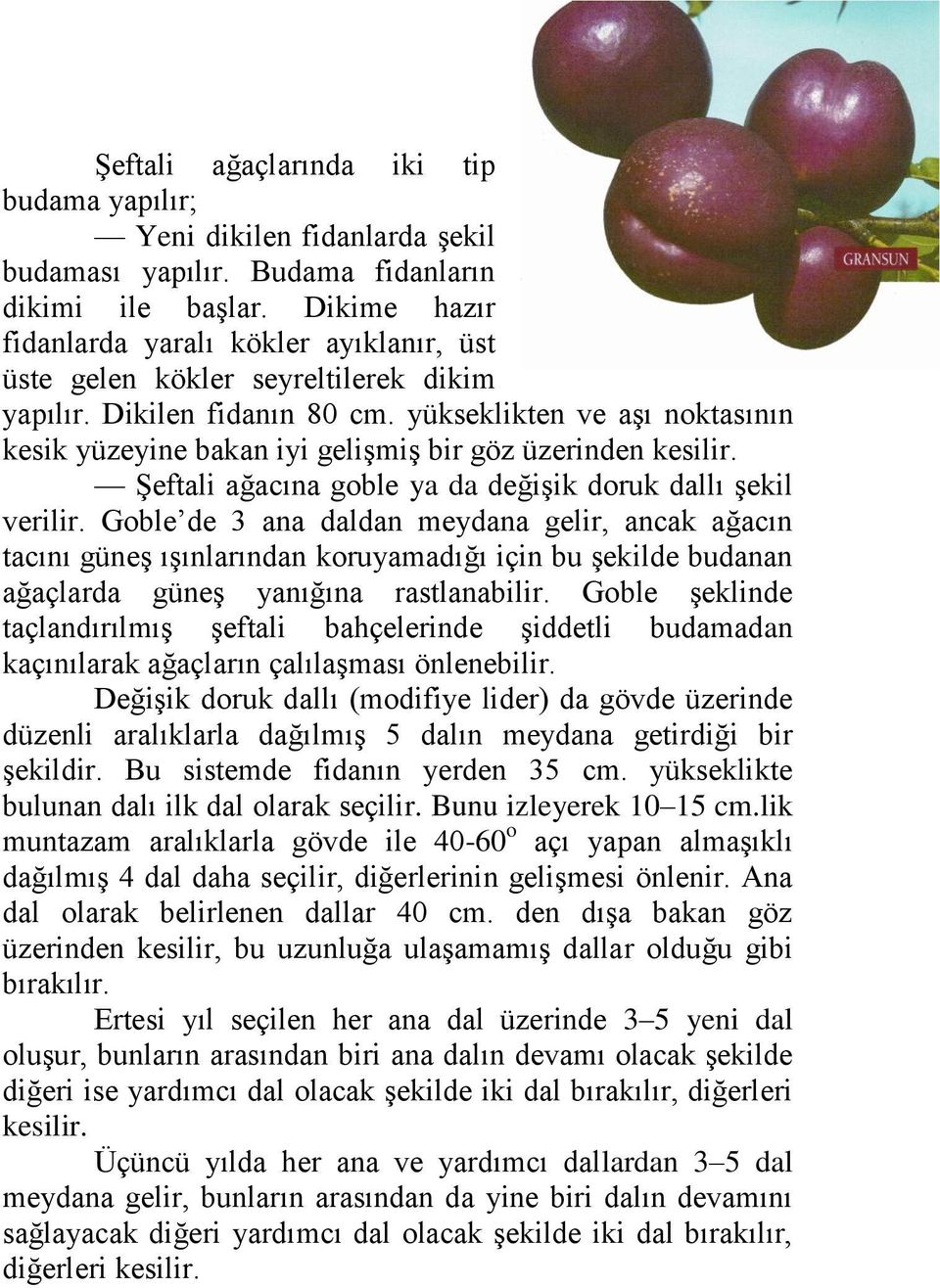 yükseklikten ve aşı noktasının kesik yüzeyine bakan iyi gelişmiş bir göz üzerinden kesilir. Şeftali ağacına goble ya da değişik doruk dallı şekil verilir.