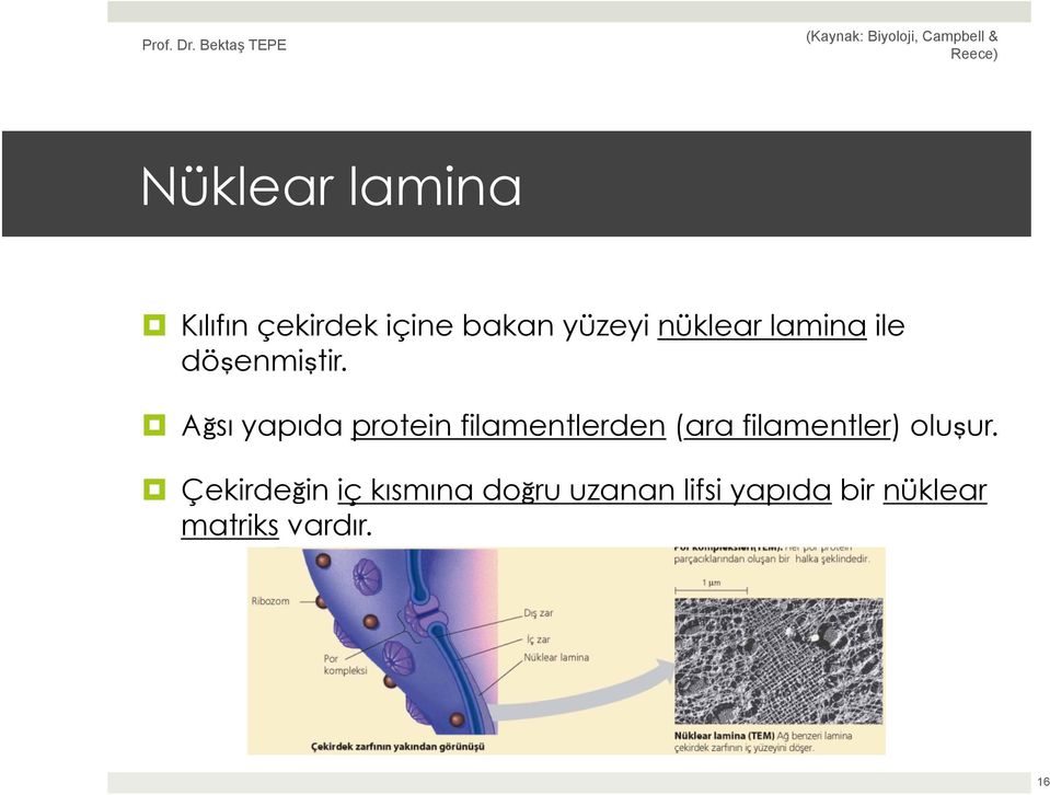 Ağsı yapıda protein filamentlerden (ara filamentler)