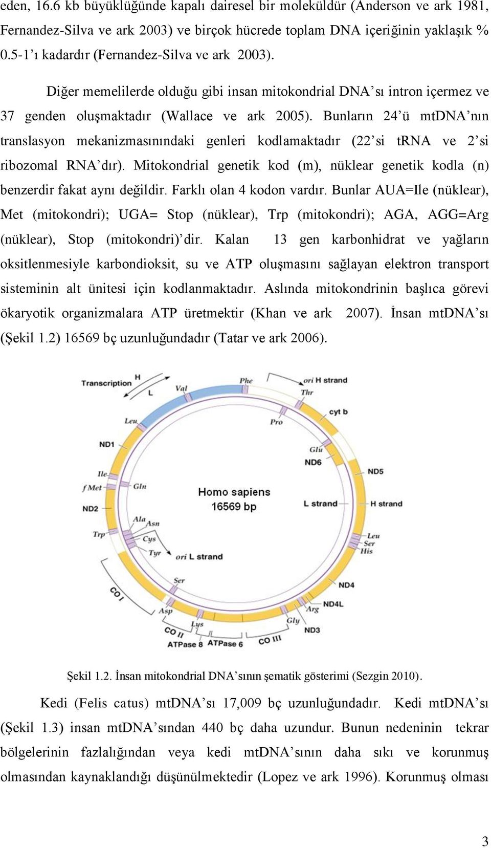 Bunların 24 ü mtdna nın translasyon mekanizmasınındaki genleri kodlamaktadır (22 si trna ve 2 si ribozomal RNA dır).