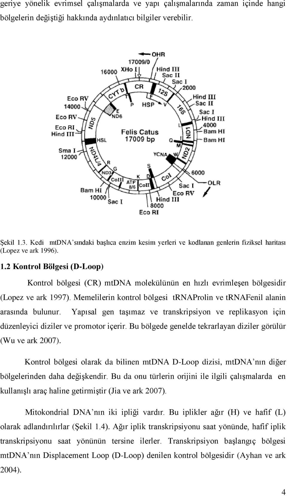 96). 1.2 Kontrol Bölgesi (D-Loop) Kontrol bölgesi (CR) mtdna molekülünün en hızlı evrimleģen bölgesidir (Lopez ve ark 1997).