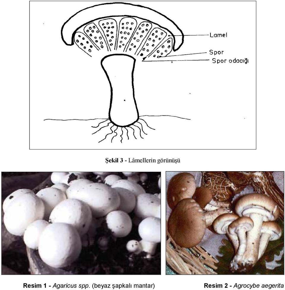 Agaricus spp.