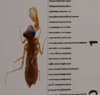 39 Resim E1.5. Anax imperator larvasının habitus görüntüsü Resim E1.6. Caliaeschna microstigma larvasının habitus görüntüsü Resim E1.7.
