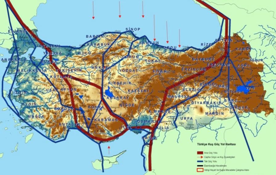 üzerinden geçerek, ya da kuzeydoğuda, Artvin civarından Karadeniz e ulaģarak Türkiye sınırlarını terk ederler.