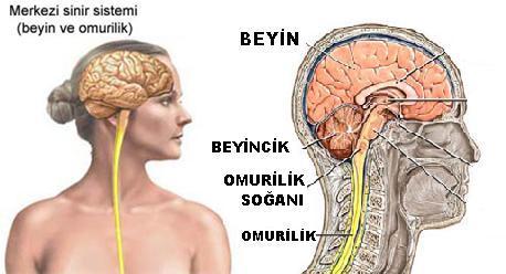 3- Solunum, boşaltım, dolaşım ve sindirim sistemlerinin çalışmasını düzenler. 4- Nefes alma, çiğneme, yutma, öksürme, hapşırma ve kusma gibi olayları kontrol eder.