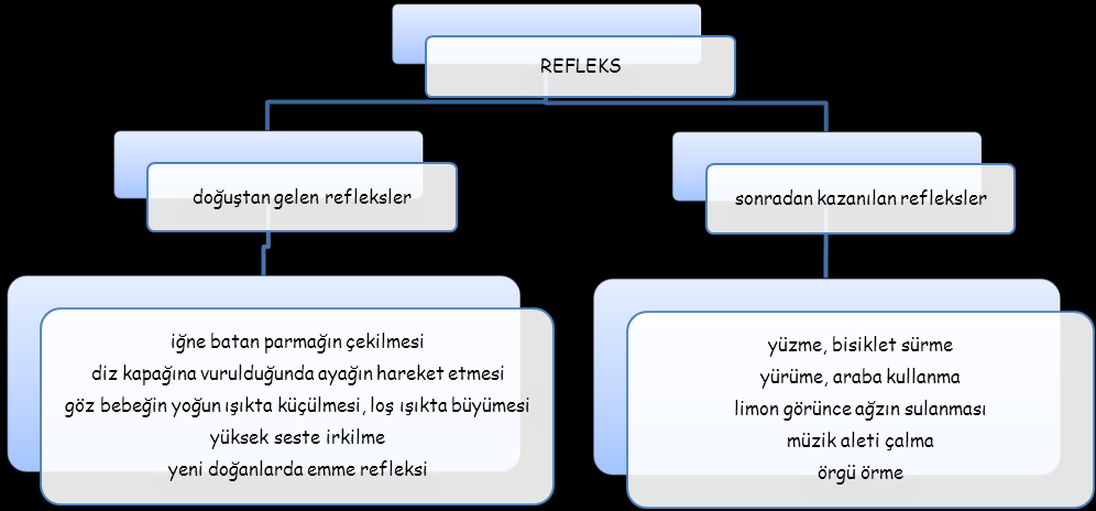 Refleks nedir? Düşünülmeden, kendiliğinden herhangi bir uyarıcıya karşı verilen tepkiye REFLEKS denir. Refleks merkezi omuriliktir.