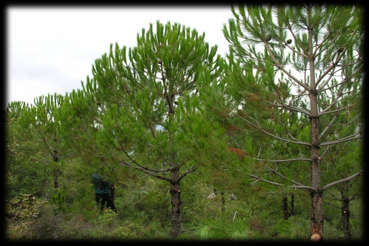 B-Kozalak verimini artırmaya yönelik budama Plantasyon ve doğal fıstıkçamı ormanlarında kozalak verimini