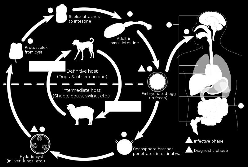 Skoleks barsağa bağlanır Kistten protoskolekse İB da erişkin form Kistlerin yenmesi (organda) Kesin konak (köpek&köpekgiller) Ara konak (koyun, keçi vb)