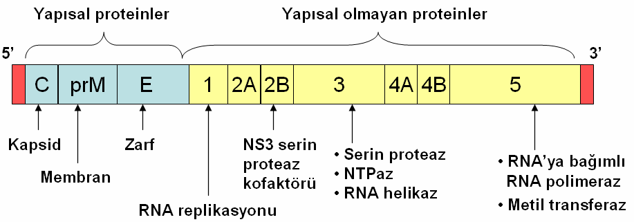 6 Köken III, IV ve V e ait viruslar hakkında bilinenler oldukça azdır (7).