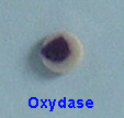 Tryptic soy agar Brucella agar BHI agar Hemolizsiz, pigmentsiz, küçük, saydam,