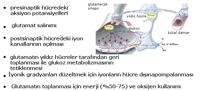 Post-sinaptik Etkinli in Enerjik Açdan Sonuçlar Enerji ve Oksijen