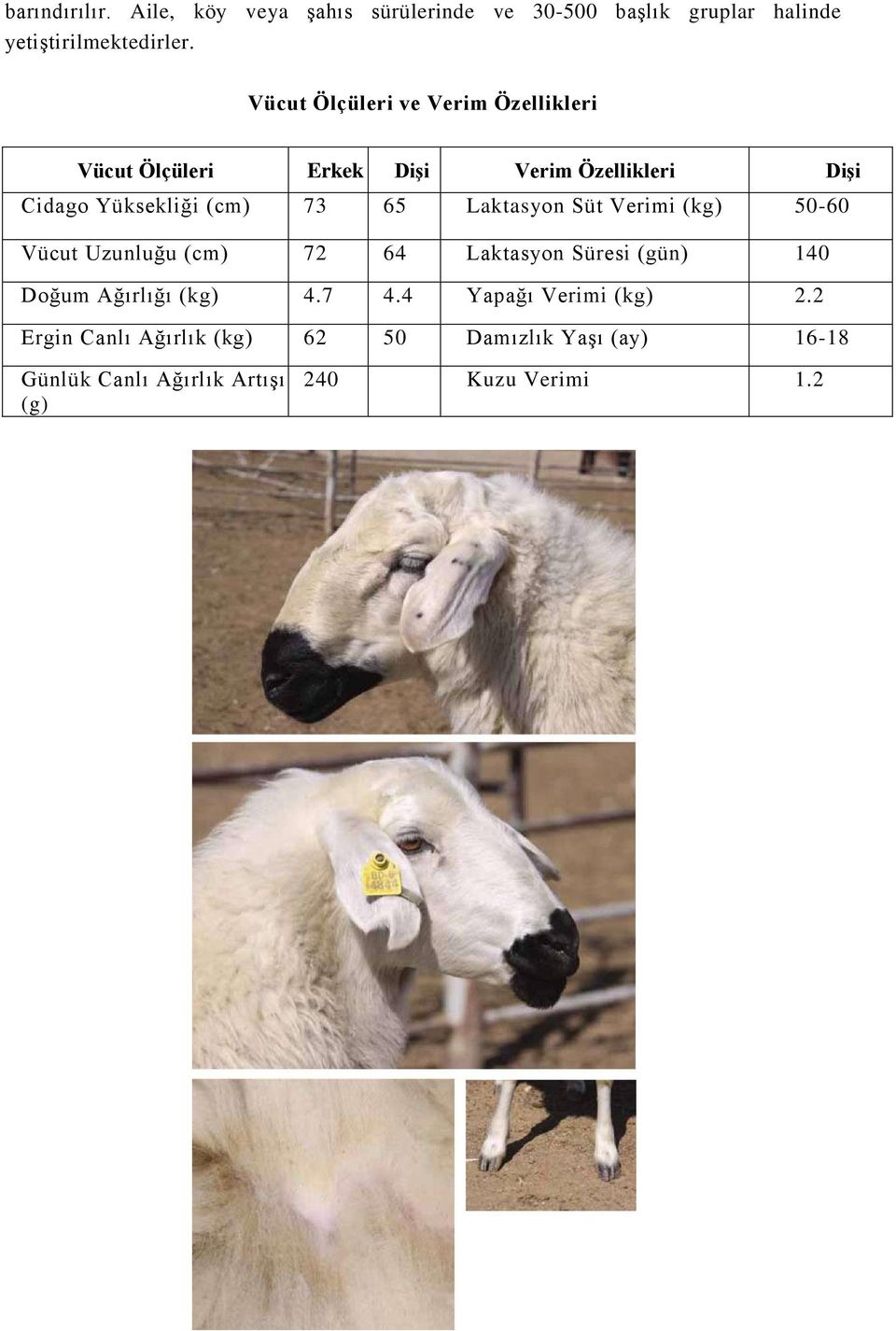 Laktasyon Süt Verimi (kg) 50-60 Vücut Uzunluğu (cm) 72 64 Laktasyon Süresi (gün) 140 Doğum Ağırlığı (kg) 4.7 4.