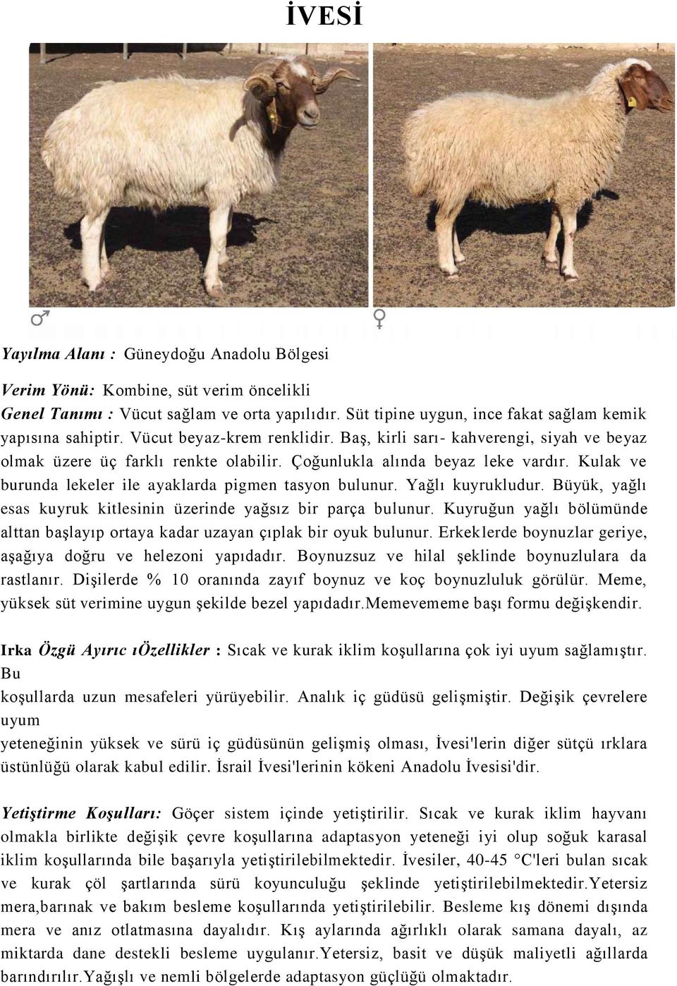 Kulak ve burunda lekeler ile ayaklarda pigmen tasyon bulunur. Yağlı kuyrukludur. Büyük, yağlı esas kuyruk kitlesinin üzerinde yağsız bir parça bulunur.