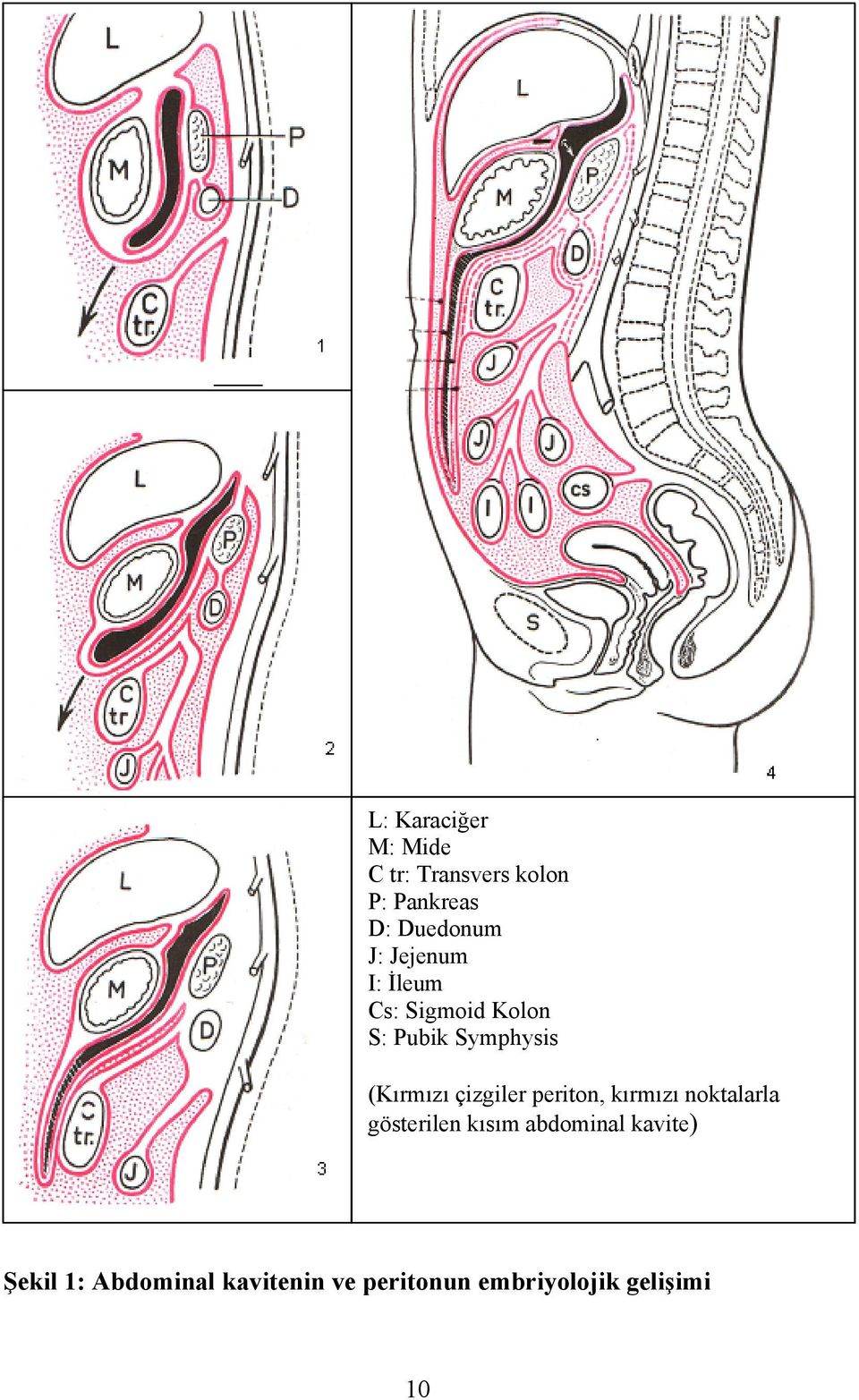 çizgiler periton, kırmızı noktalarla gösterilen kısım abdominal