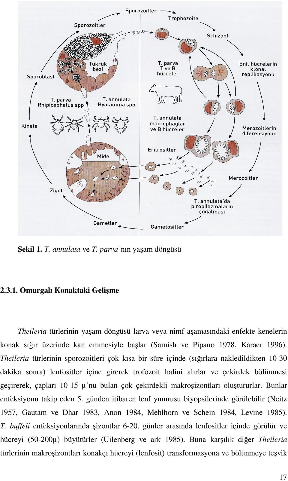 10-15 µ nu bulan çok çekirdekli makroşizontları oluştururlar. Bunlar enfeksiyonu takip eden 5.