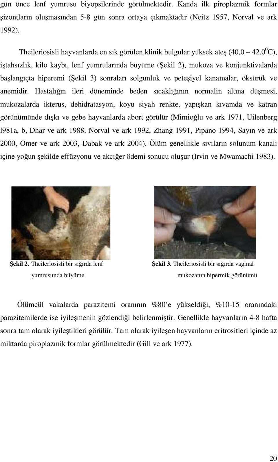 (Şekil 3) sonraları solgunluk ve peteşiyel kanamalar, öksürük ve anemidir.