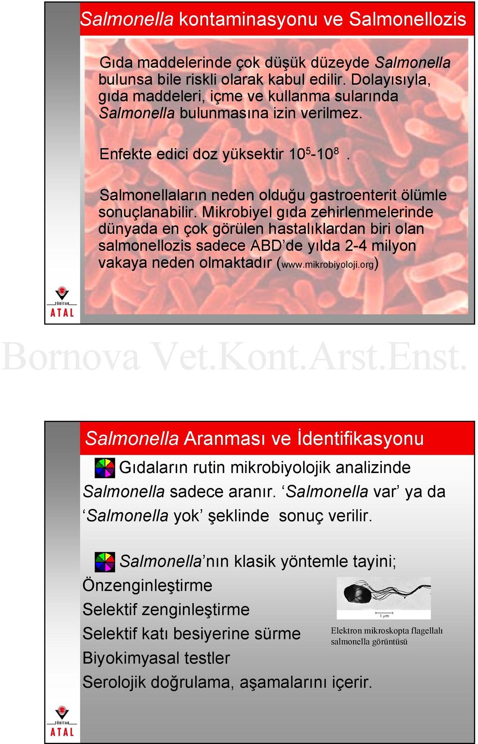 Mikrobiyel gıda zehirlenmelerinde dünyada en çok görülen hastalıklardan biri olan salmonellozis sadece ABD de yılda 2-4 milyon vakaya neden olmaktadır (www.mikrobiyoloji.