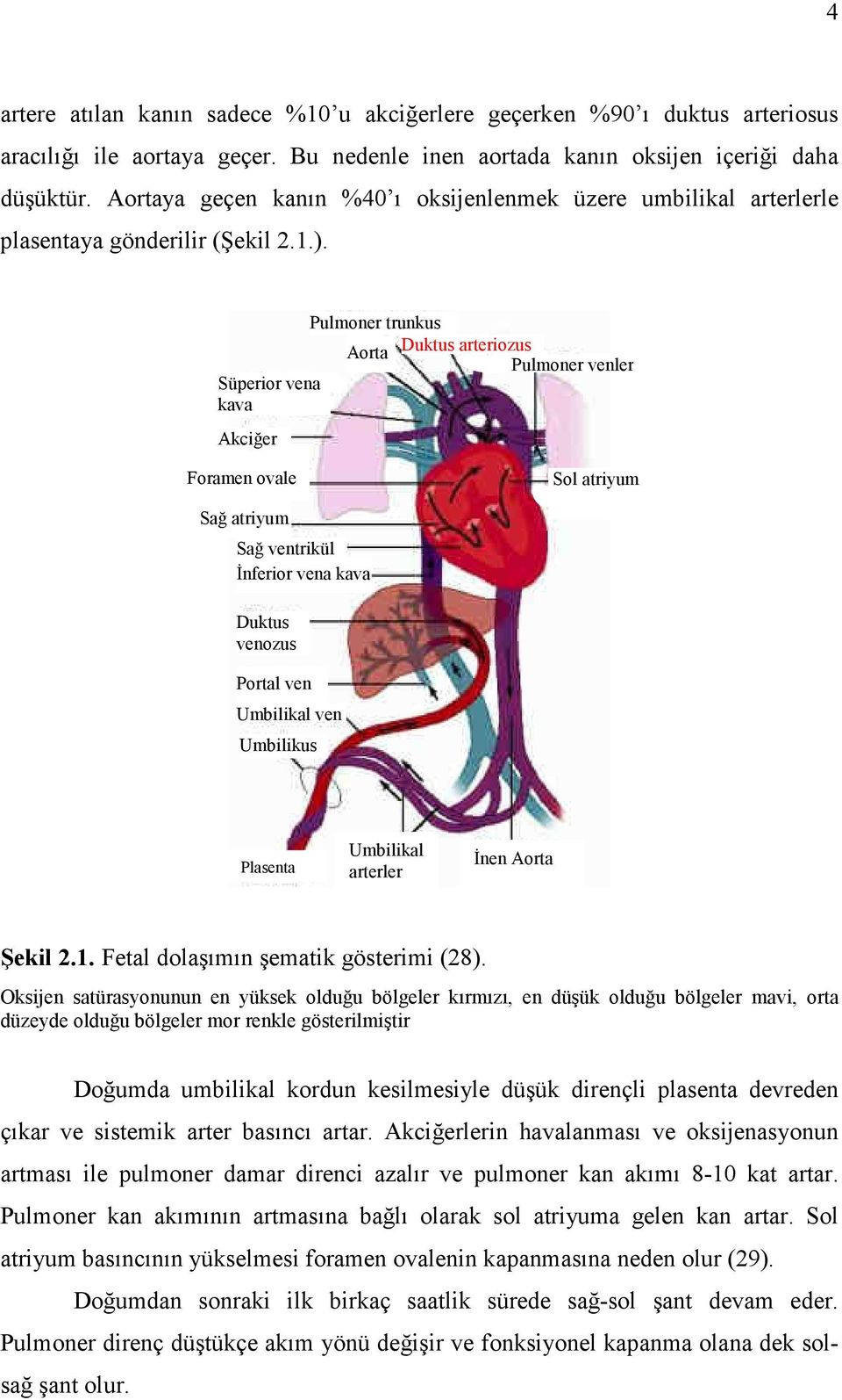 Süperior vena kava Akciğer Pulmoner trunkus Aorta Duktus arteriozus Pulmoner venler Foramen ovale Sol atriyum Sağ atriyum Sağ ventrikül Đnferior vena kava Duktus venozus Portal ven Umbilikal ven