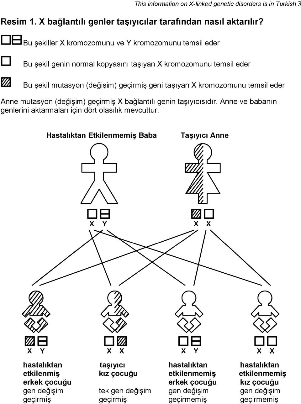 kromozomunu temsil eder Anne mutasyon (değişim) geçirmiş X bağlantılı genin taşıyıcısıdır. Anne ve babanın genlerini aktarmaları için dört olasılık mevcuttur.
