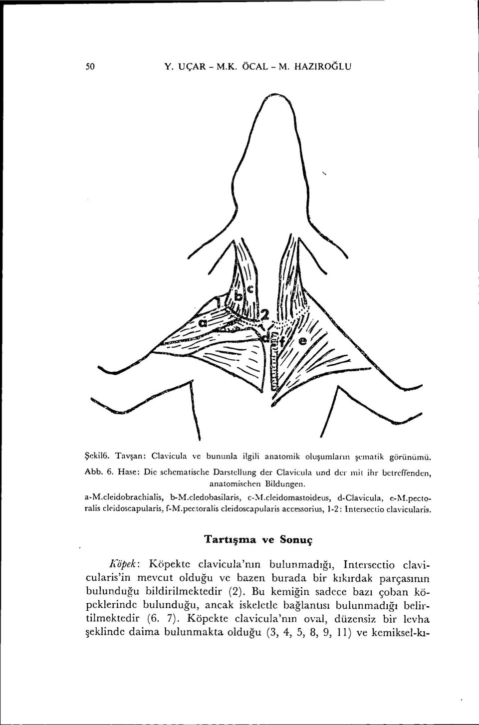 pectoralis clcidoseapularis, f-m.pectoralis cleidoscapularis accessorills, 1-2: Intersectio clavicularis.