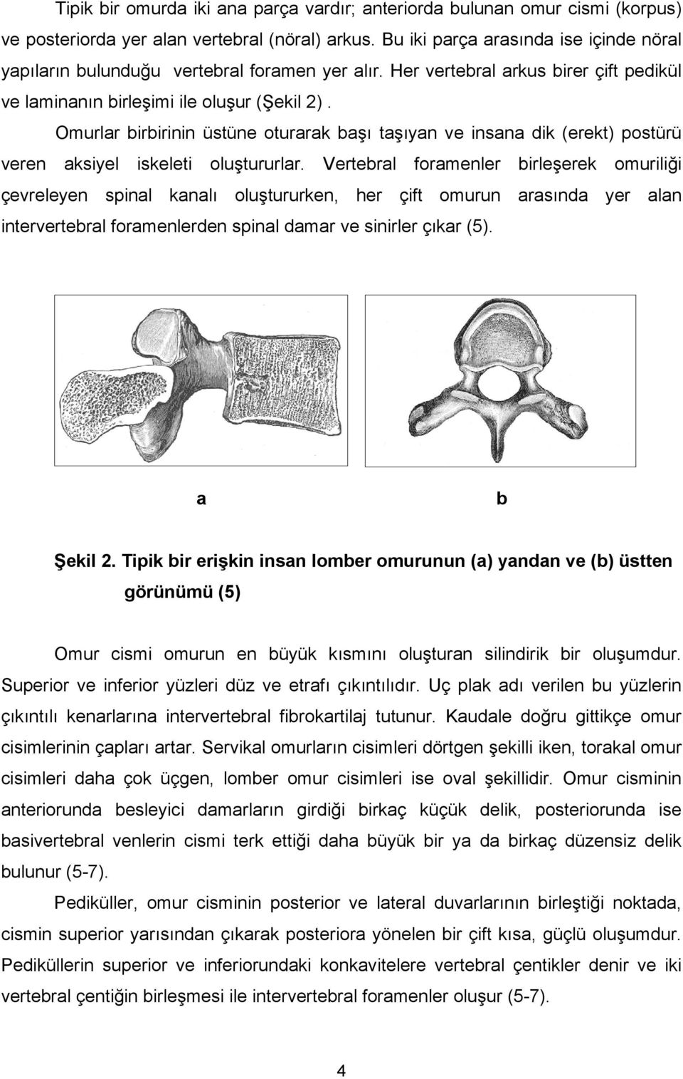 Omurlar birbirinin üstüne oturarak başı taşıyan ve insana dik (erekt) postürü veren aksiyel iskeleti oluştururlar.