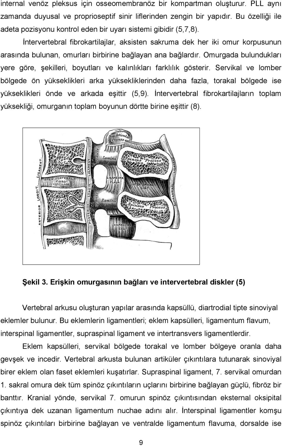 İntervertebral fibrokartilajlar, aksisten sakruma dek her iki omur korpusunun arasında bulunan, omurları birbirine bağlayan ana bağlardır.