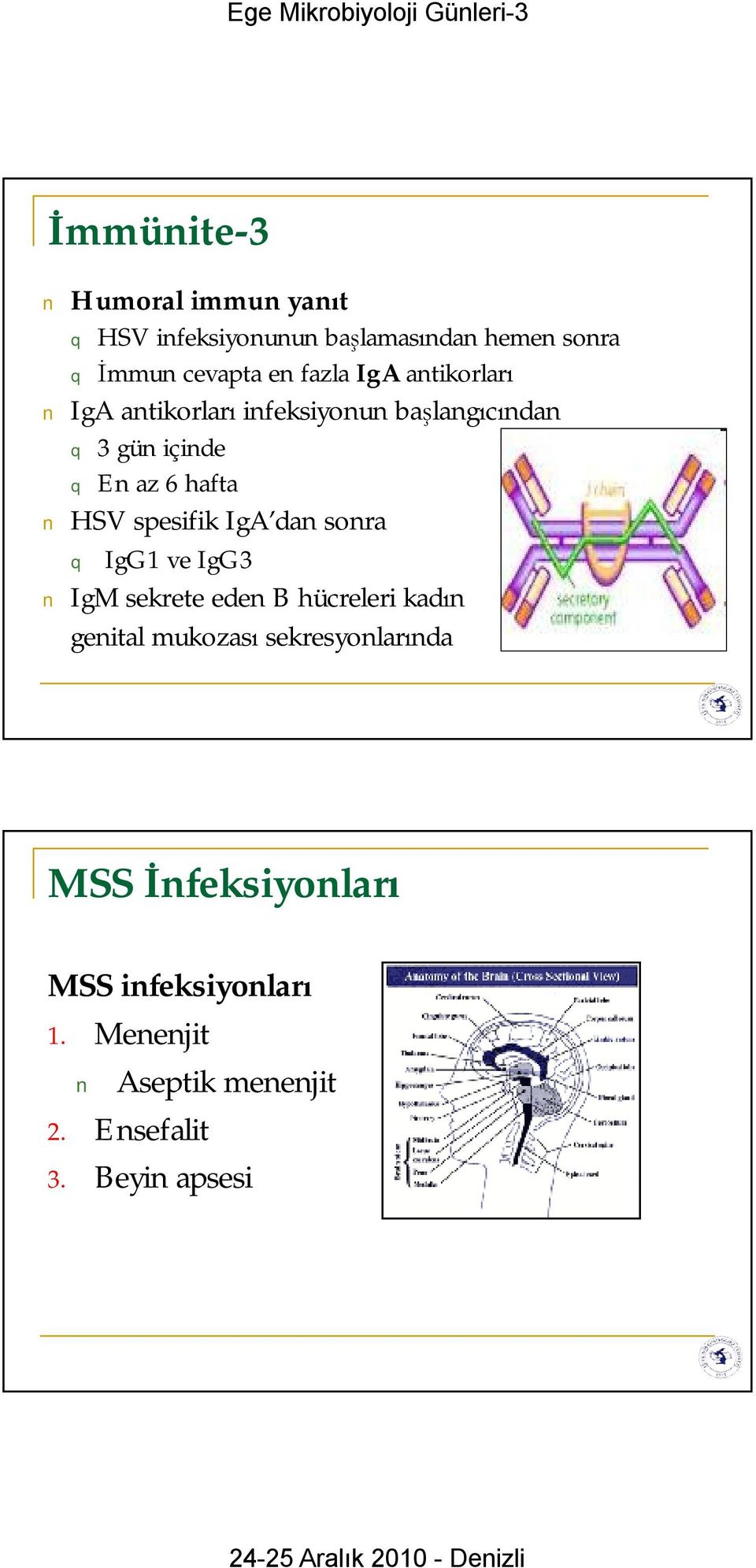 spesifik IgA dan sonra IgG1 ve IgG3 IgM sekrete eden B hücreleri kadın genital mukozası