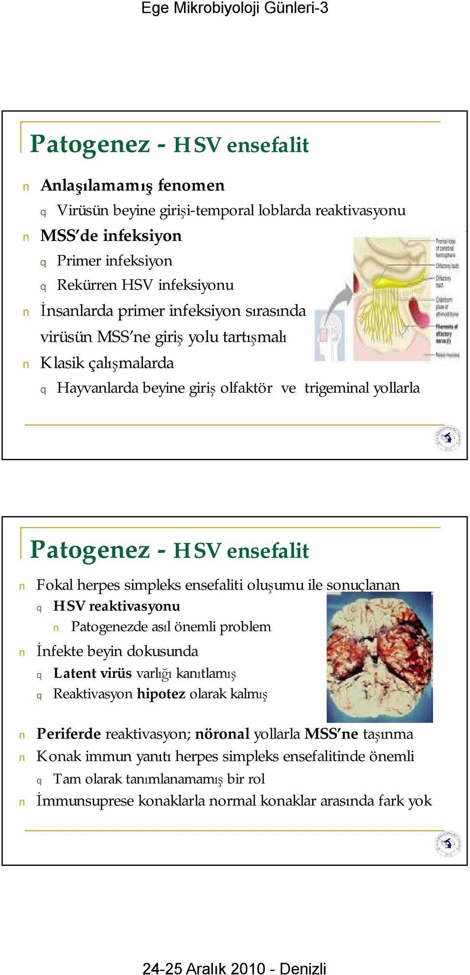 ensefaliti oluşumu ile sonuçlanan HSV reaktivasyonu Patogenezde asıl önemli problem İnfektebeyin dokusunda Latentvirüs varlığı kanıtlamış Reaktivasyon hipotez olarak kalmış Periferde