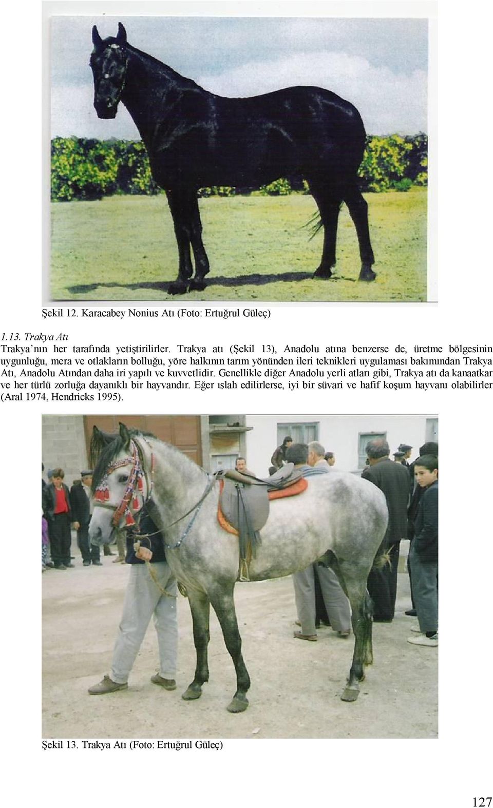 uygulaması bakımından Trakya Atı, Anadolu Atından daha iri yapılı ve kuvvetlidir.