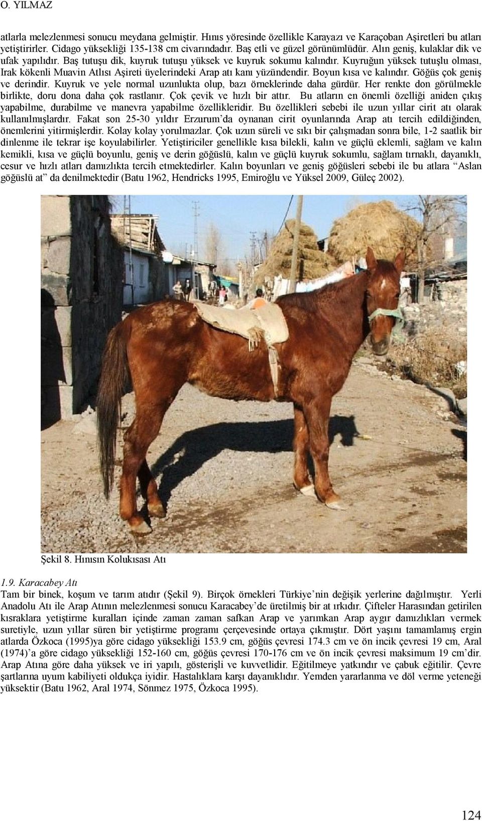 Kuyruğun yüksek tutuşlu olması, Irak kökenli Muavin Atlısı Aşireti üyelerindeki Arap atı kanı yüzündendir. Boyun kısa ve kalındır. Göğüs çok geniş ve derindir.