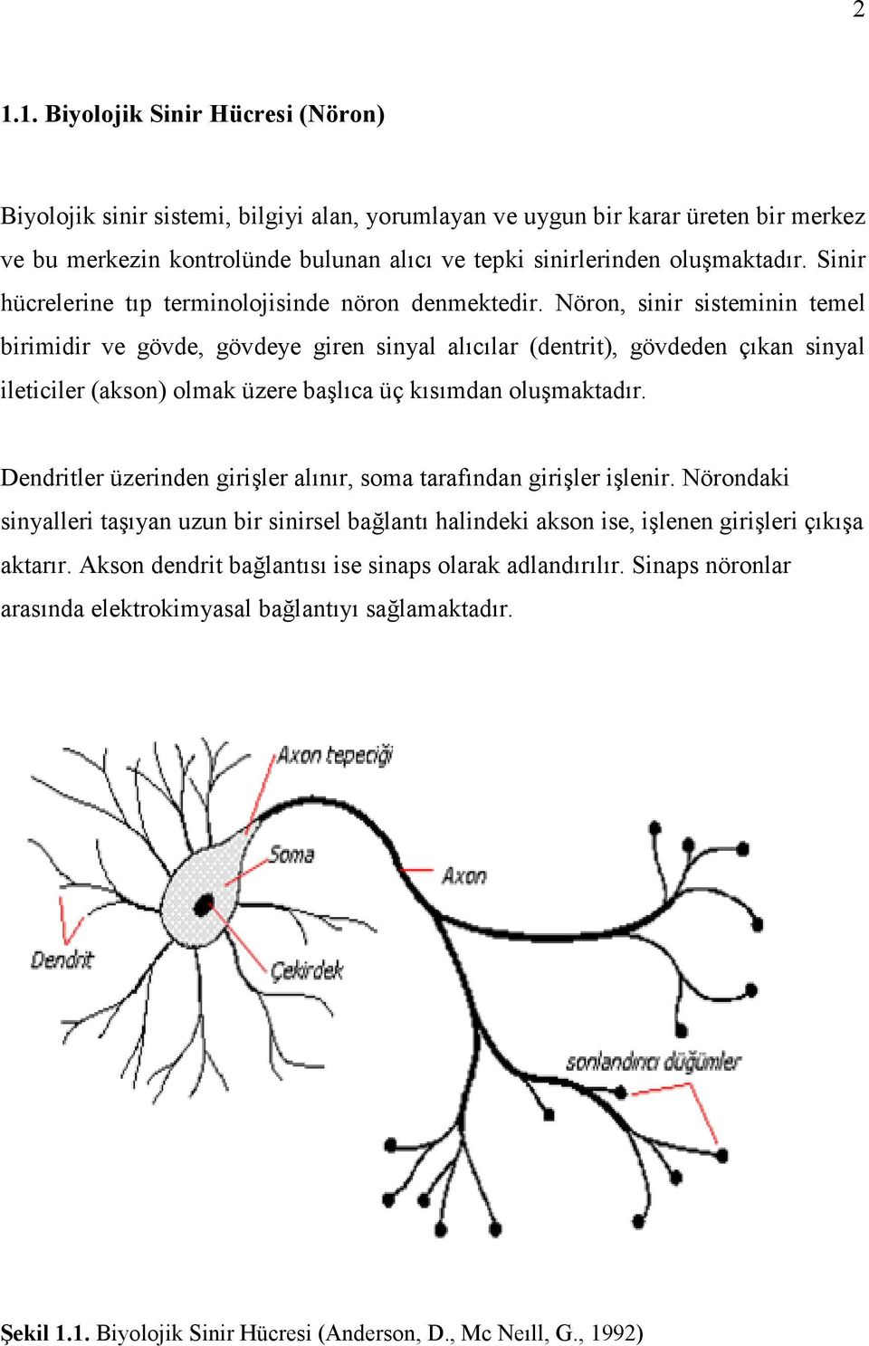 Nöron, sinir sisteminin temel birimidir ve gövde, gövdeye giren sinyal alıcılar (dentrit), gövdeden çıkan sinyal ileticiler (akson) olmak üzere başlıca üç kısımdan oluşmaktadır.