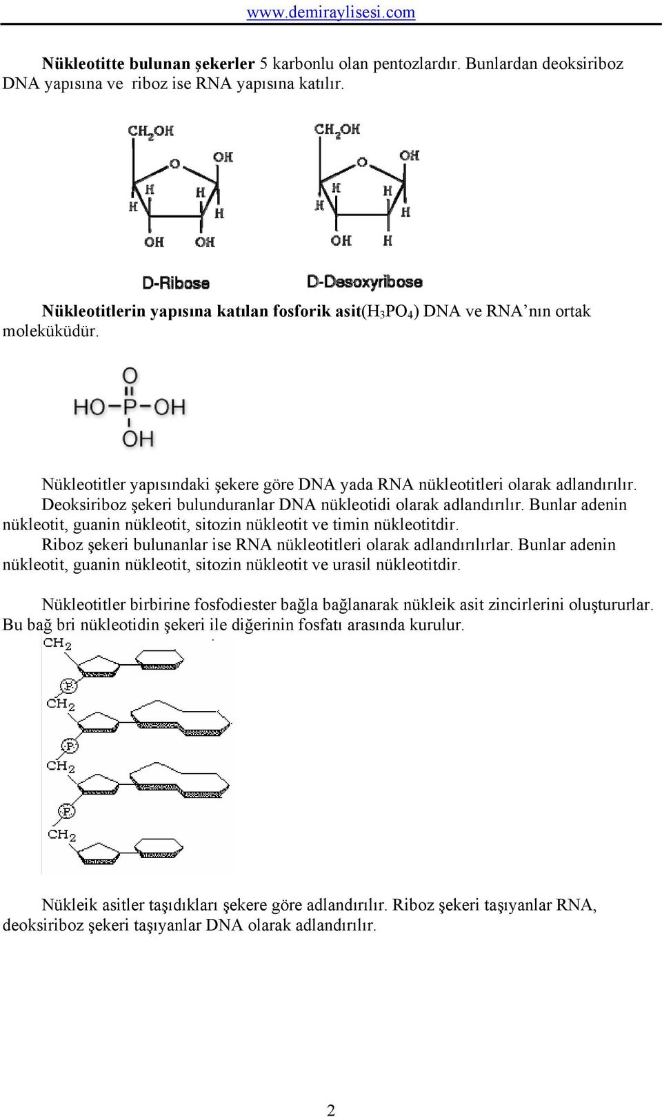 Deoksiriboz şekeri bulunduranlar DNA nükleotidi olarak adlandırılır. Bunlar adenin nükleotit, guanin nükleotit, sitozin nükleotit ve timin nükleotitdir.