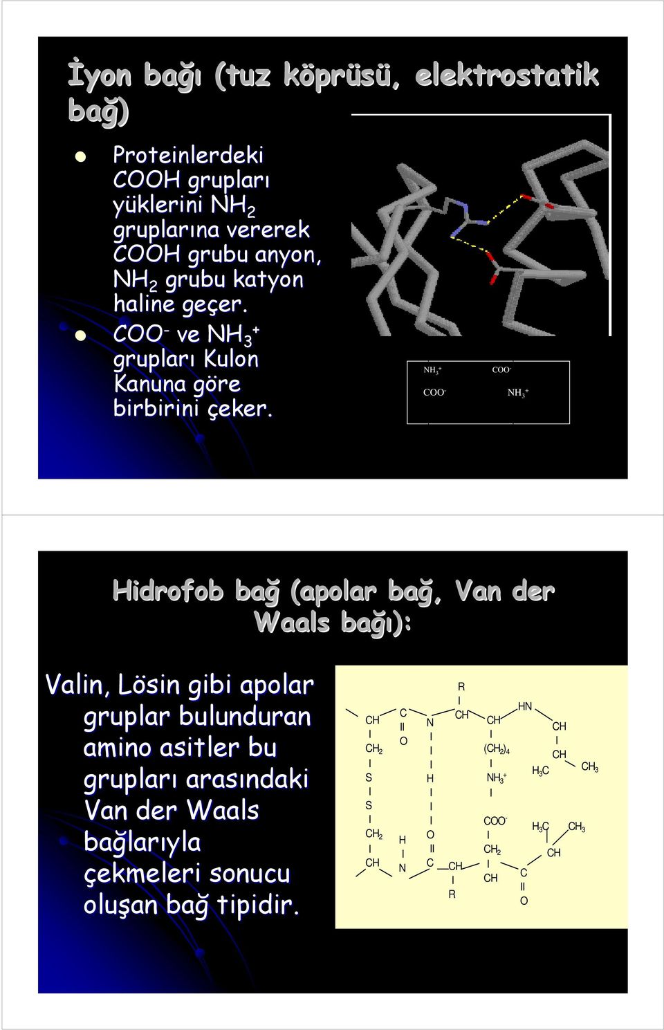 NH + 3 COO - COO - NH + 3 Hidrofob bağ (apolar bağ,, Van der Waals bağı ğı): Valin, Lösin gibi apolar gruplar bulunduran amino asitler bu