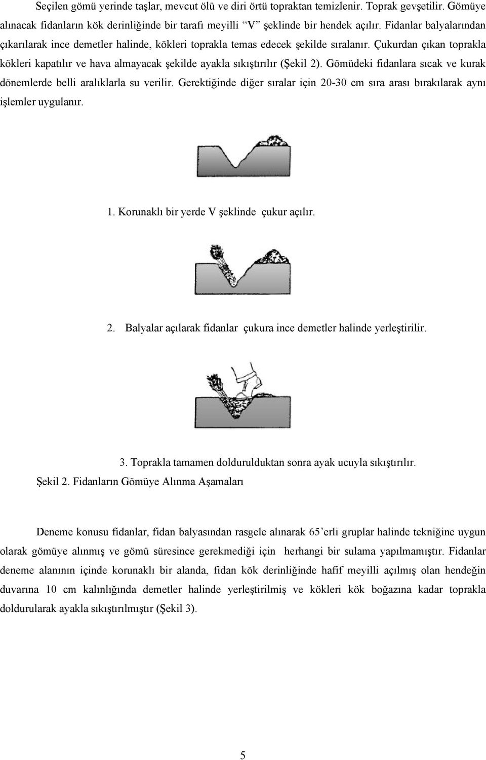 Çukurdan çıkan toprakla kökleri kapatılır ve hava almayacak şekilde ayakla sıkıştırılır (Şekil 2). Gömüdeki fidanlara sıcak ve kurak dönemlerde belli aralıklarla su verilir.