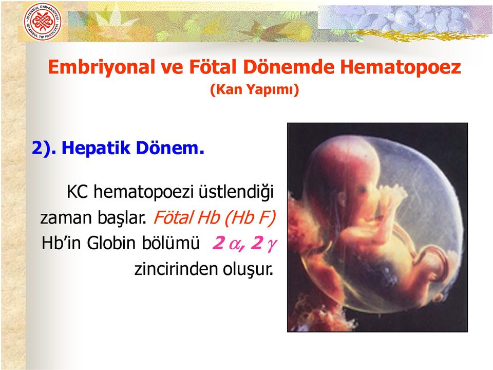 KC hematopoezi üstlendiği zaman başlar.