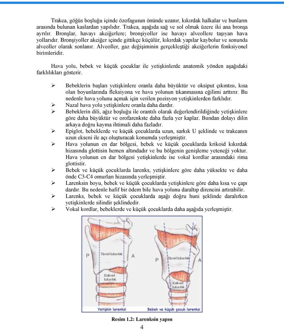 Alveoller, gaz değiģiminin gerçekleģtiği akciğerlerin fonksiyonel birimleridir. Hava yolu, bebek ve küçük çocuklar ile yetiģkinlerde anatomik yönden aģağıdaki farklılıkları gösterir.