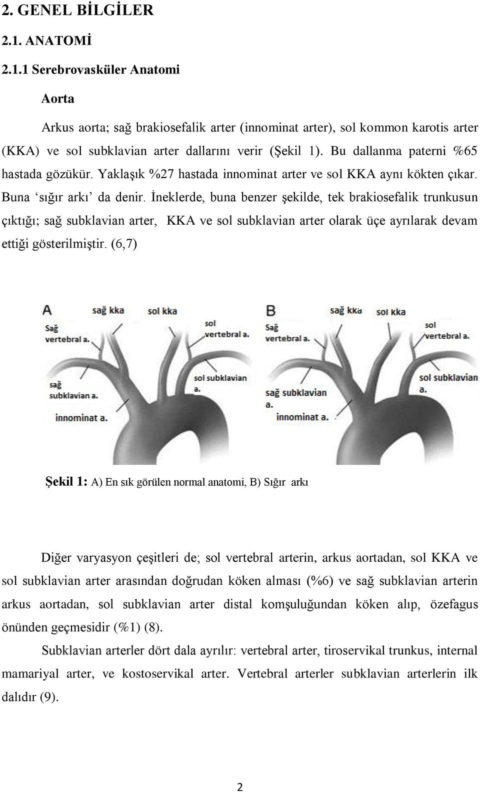 İneklerde, buna benzer şekilde, tek brakiosefalik trunkusun çıktığı; sağ subklavian arter, KKA ve sol subklavian arter olarak üçe ayrılarak devam ettiği gösterilmiştir.