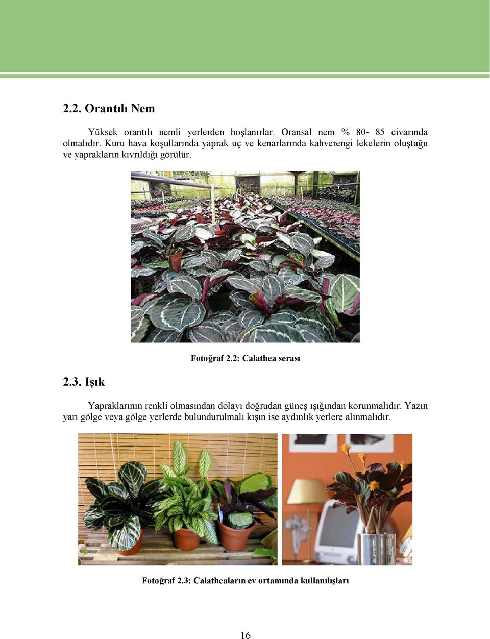 Fotoğraf 2.2: Calathea serası 2.3. Işık Yapraklarının renkli olmasından dolayı doğrudan güneş ışığından korunmalıdır.