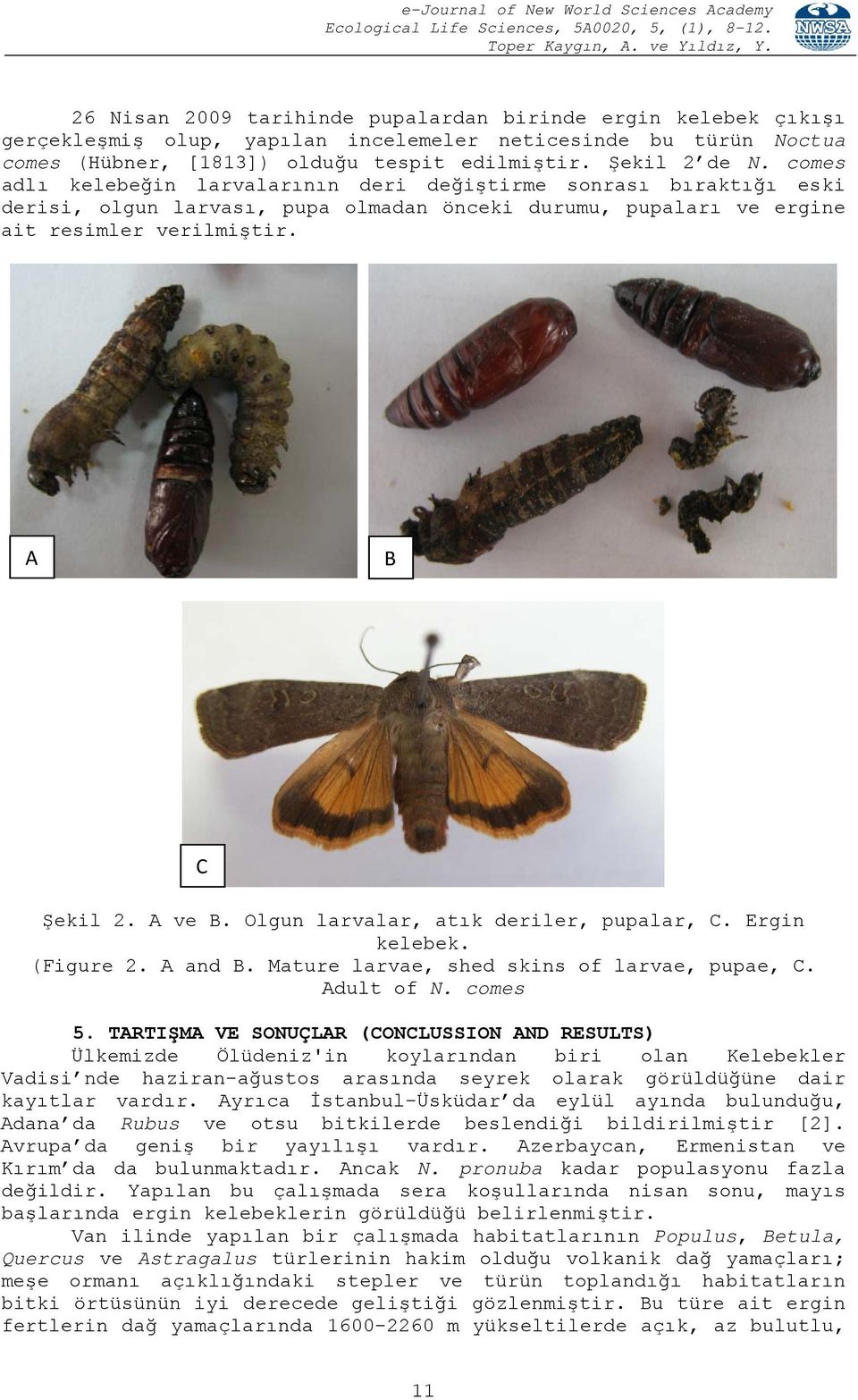Olgun larvalar, atık deriler, pupalar, C. Ergin kelebek. (Figure 2. A and B. Mature larvae, shed skins of larvae, pupae, C. Adult of N. comes 5.
