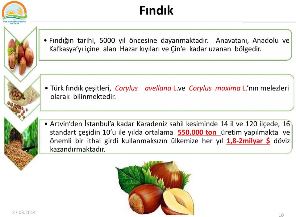 Türk fındık çeşitleri, Corylus avellana L.ve Corylus maxima L. nın melezleri olarak bilinmektedir.