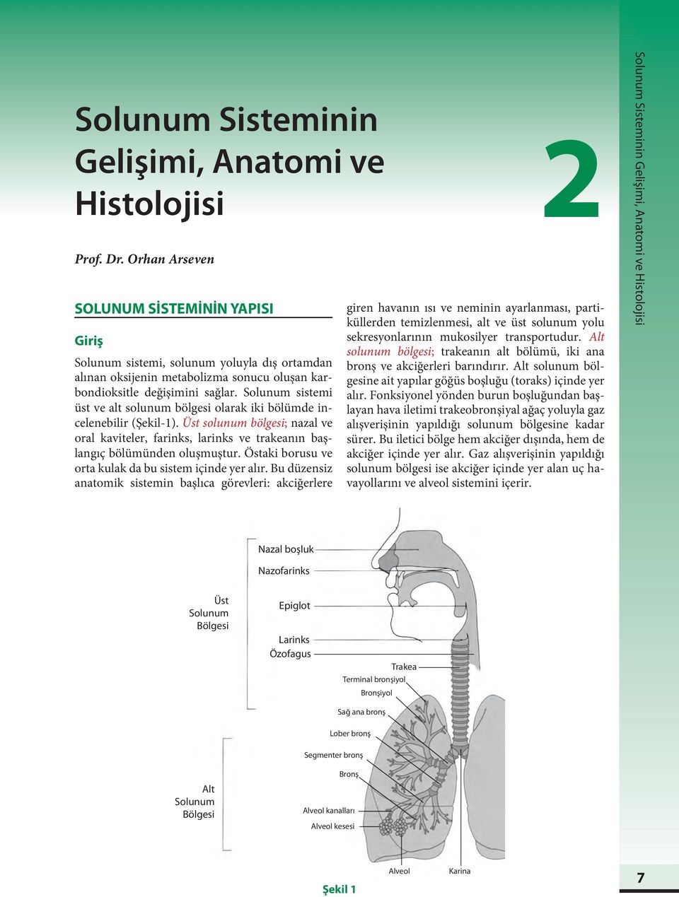 Solunum sistemi üst ve alt solunum bölgesi olarak iki bölümde incelenebilir (Şekil-1). Üst solunum bölgesi; nazal ve oral kaviteler, farinks, larinks ve trakeanın başlangıç bölümünden oluşmuştur.