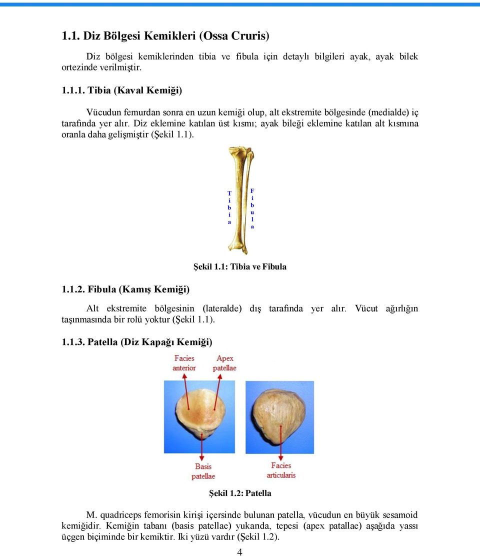 1: Tibia ve Fibula Alt ekstremite bölgesinin (lateralde) dıģ tarafında yer alır. Vücut ağırlığın taģınmasında bir rolü yoktur (ġekil 1.1). 1.1.3. Patella (Diz Kapağı Kemiği) ġekil 1.2: Patella M.