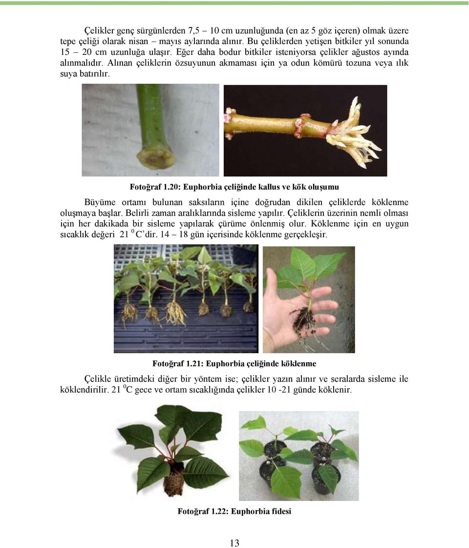 20: Euphorbia çeliğinde kallus ve kök oluşumu Büyüme ortamı bulunan saksıların içine doğrudan dikilen çeliklerde köklenme oluşmaya başlar. Belirli zaman aralıklarında sisleme yapılır.